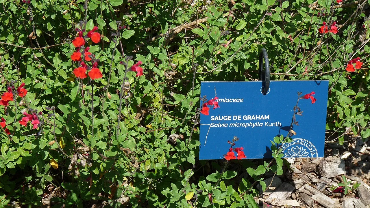 Floraison dans le Jardin Camifolia à Chemillé-en-Anjou