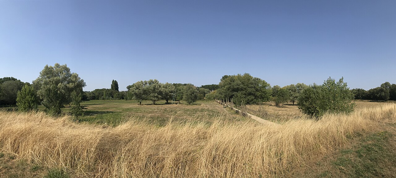 Prairies et arbres du parc Balzac à Angers, photographiés en 2026.